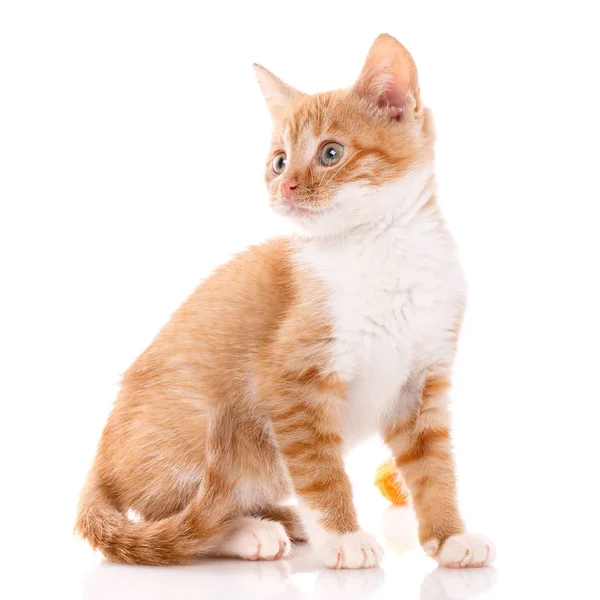 Katze, Haustier und niedliches Konzept - rotes Kätzchen auf weißem Hintergrund. — Stockfoto