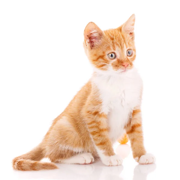 Macska, kisállat, és aranyos koncepció - fehér háttérrel vörös cica. — Stock Fotó