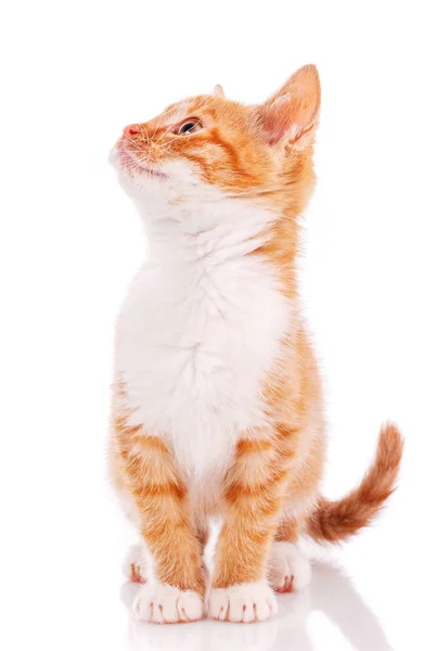 Gatinho laranja bonito olhando para cima . — Fotografia de Stock