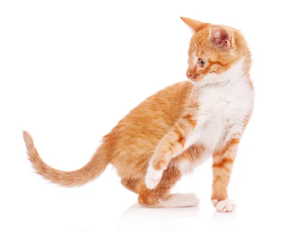 Симпатичный оранжевый котенок с белыми лапами — стоковое фото