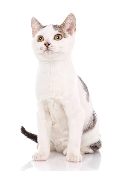 Niedliche kleine graue und weiße flauschige Kätzchen sitzen — Stockfoto