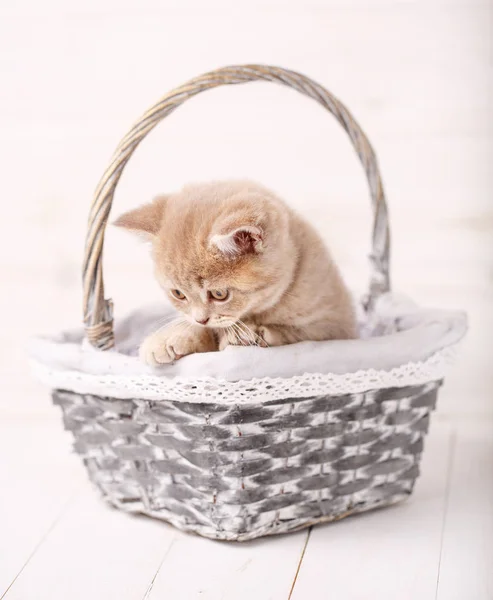 Dulce escocés color crema gatito sentado en una canasta de mimbre. Retrato de un gato. Gato en casa —  Fotos de Stock