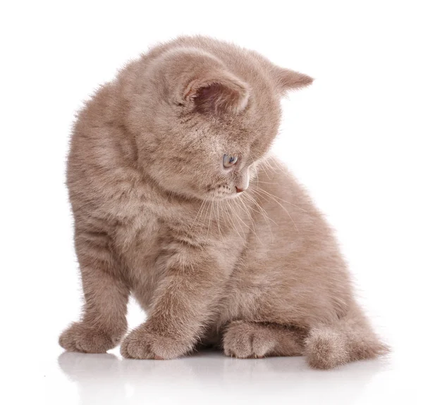 Портрет милий кошеня шотландський прямі — стокове фото
