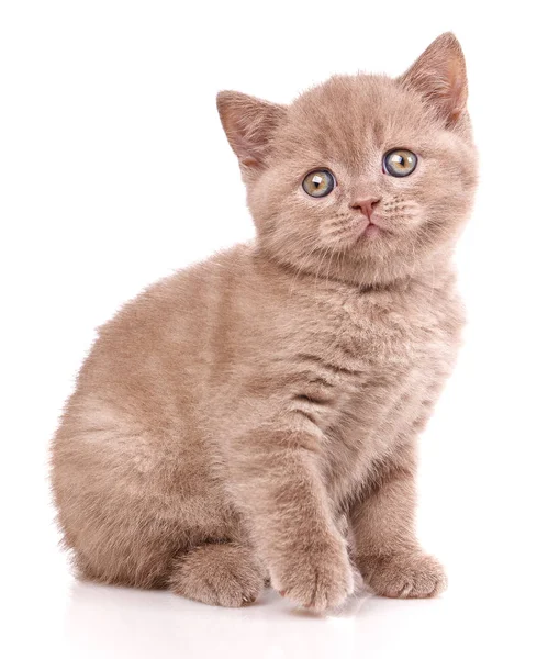 Scozzese dritto gattino in posa su un bianco — Foto Stock