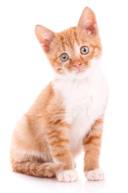 Bir beyaz üzerine kırmızı oynak yavru kedi