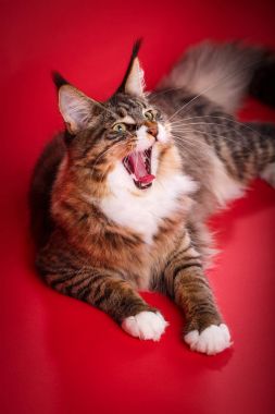 Maine coon kedi yakın çekim portre. Kedi yawns