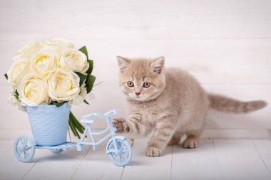 Güllü dekoratif bir pot yakınındaki İskoç yavru kedi