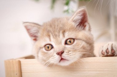 Kırmızı bir İskoç kedi başkanı kutudan görünüyor