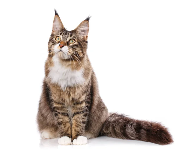 아름다운 메인 코온 고양이 — 스톡 사진