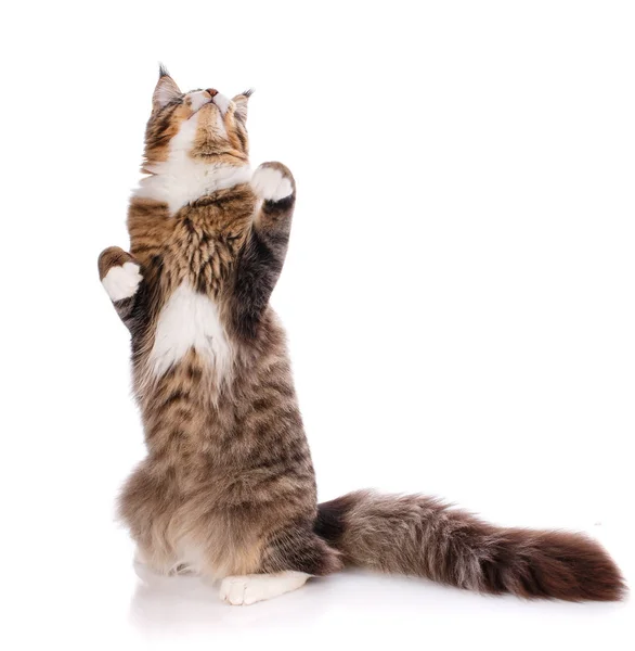 Lekfull katt maine coon stående på bakbenen, roliga kitte — Stockfoto