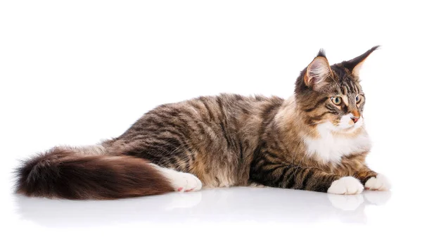 Side view of a Maine coon lying — Stock Photo, Image
