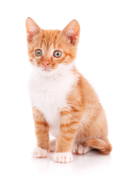 Retrato de cerca de gatito rojo aislado —  Fotos de Stock