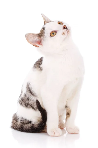 Gato, mascota y lindo concepto - Lindo gatito gris y blanco — Foto de Stock