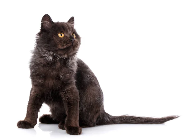 Gato, mascota y lindo concepto - gato negro con ojos amarillos sobre un fondo blanco . —  Fotos de Stock