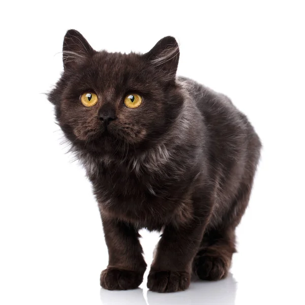 Gato Negro. Gato da rua — Fotografia de Stock