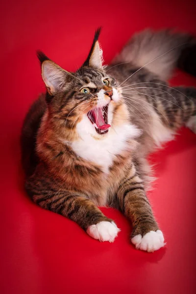Gros plan portrait de maine coon cat. Le chat bâille — Photo