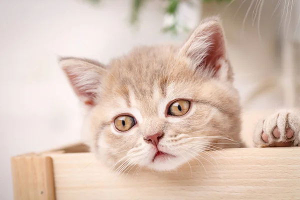 La cabeza de un gatito escocés rojo se ve fuera de la caja — Foto de Stock