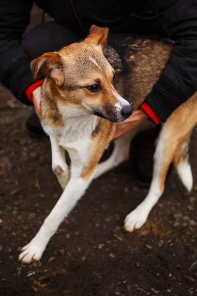 Aiuto agli animali senzatetto. Il veterinario controlla il cane . — Foto Stock