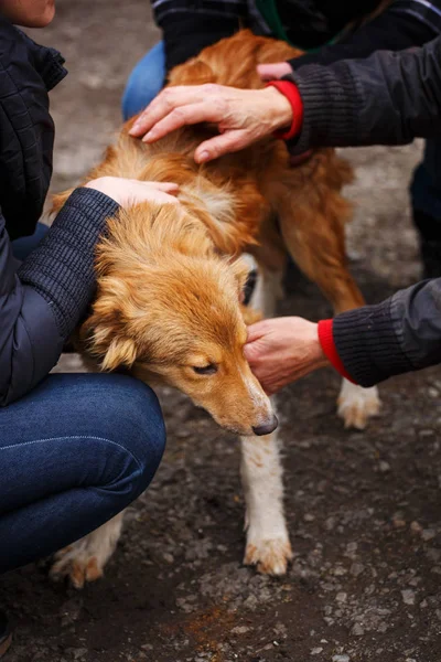 O veterinário inspeciona o cão sem-teto. A mão da ajuda animal . — Fotografia de Stock