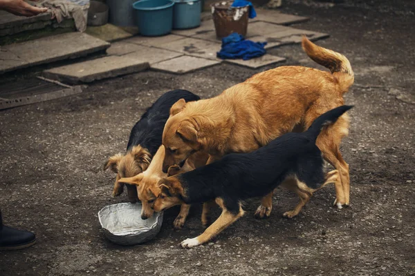 Cani da strada vicino a una ciotola di cibo. Cani freddi . — Foto Stock