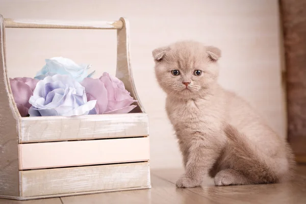 Scottish Fold Cat cerca de la caja con flores —  Fotos de Stock