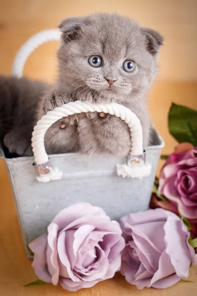 Gray Scottish Fold Kitten portret. Het kitten lijkt uit de doos. Bloem decor. — Stockfoto