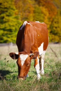 Tek inek alanında grazes. Alev alev yanan turuncu Akça ağaç yeşil mera vurgulamaktadır.