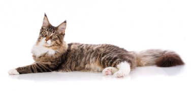Büyük maine coon beyaz bir arka plan üzerinde yalan söylüyor. zaman dinlenme sakinlik kedi için