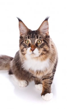 maine coon oturan ve uzağa arıyorsunuz