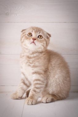 Kırmızı İskoç portre kedicik. Evde kedi