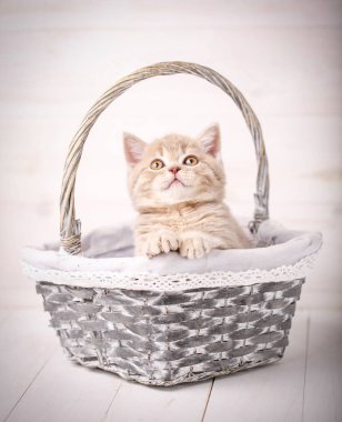 Sarı gözlü bir sepet içinde oturan safkan İskoç düz cats.