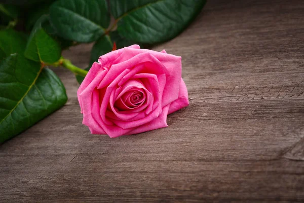 Rosa rosa cabeza sobre el fondo de madera —  Fotos de Stock