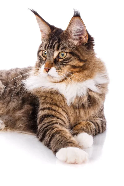 메인 Coon 고양이 초상화, 6 개월 — 스톡 사진