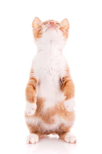 Söt orange kattunge tittar upp. — Stockfoto