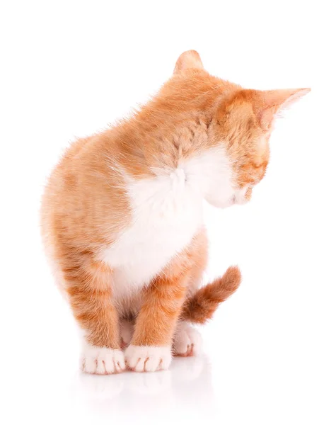 Красный котенок изолирован на Уит — стоковое фото