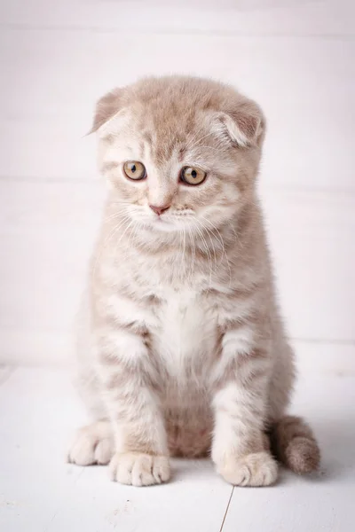 レッド スコティッシュ子猫の肖像画。自宅の猫 — ストック写真