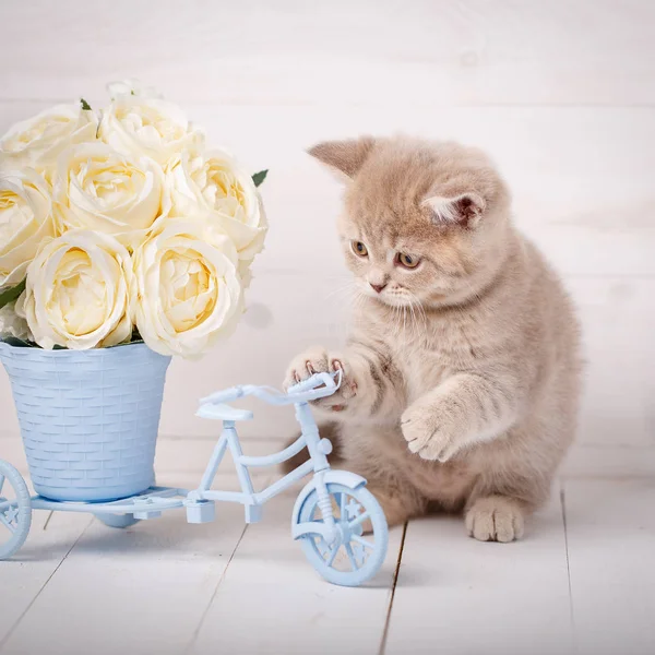 Cat is playing with a decorative pot in the form of a bike with roses. Put a paw on steering wheel