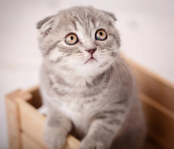 Gatito orejudo, gato escocés —  Fotos de Stock