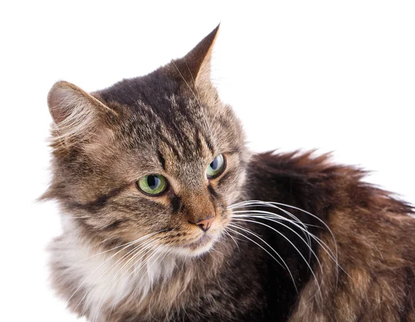 Portret van een dakloze kat. Kat zonder RAS. De ongelukkige kat heeft hulp nodig. — Stockfoto