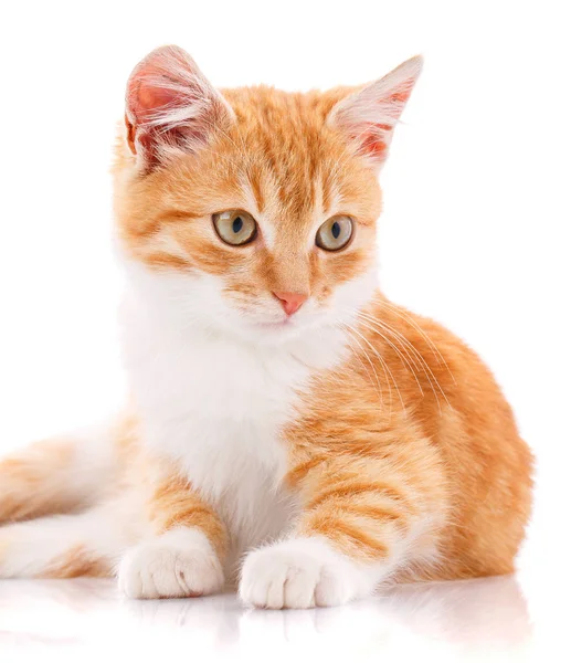 Gatinho bonito vermelho. Gato isolado — Fotografia de Stock