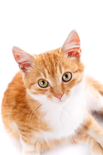 Vörös cica elszigetelt közelről portréja — Stock Fotó