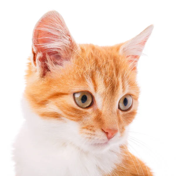 Kis vörös cica, fehér — Stock Fotó