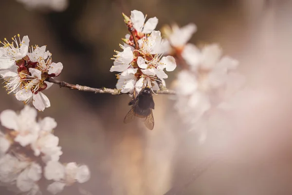 Biene krabbelt im Frühling auf Zwetschgenblüte — Stockfoto