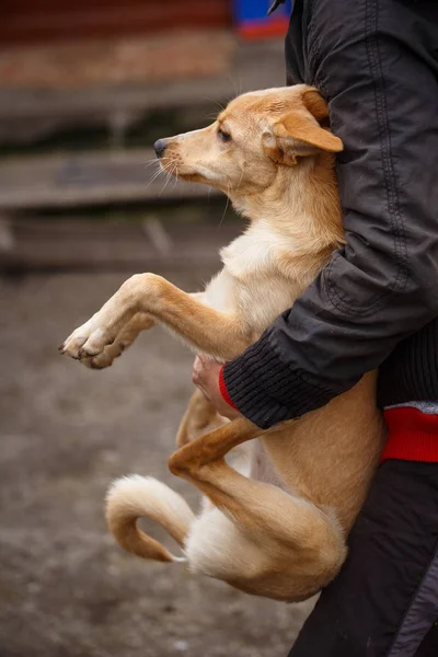 Quello sfortunato cane dai capelli rossi. Le persone aiutano gli animali senzatetto . — Foto Stock