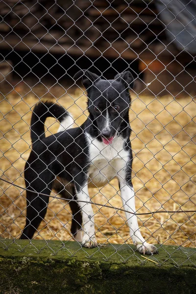 Funny dog in a cage. Animal shelter. The dog is waiting for his owner. A dog is a mans friend