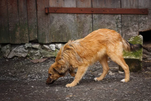 Un cane randagio che cammina lungo la strada del villaggio. Cane senzatetto outdor . — Foto Stock