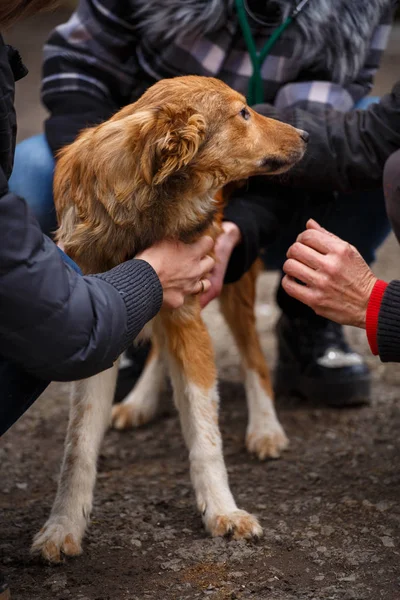 A female veterinarian helps a stray dog. Help for homeless animals. — Stock Photo, Image