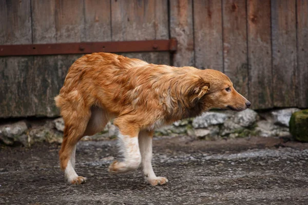 The redheaded homeless dog runs around the yard in the village.