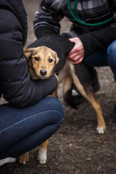 Um veterinário fêmea ajuda um cão vadio. Ajuda para animais desabrigados . — Fotografia de Stock