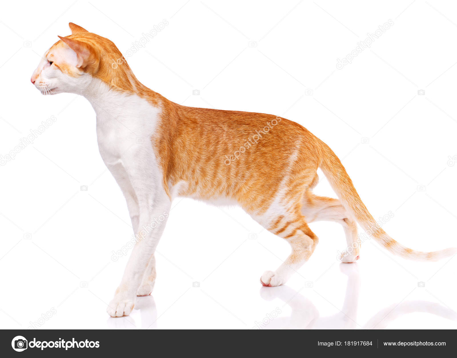 Red Kitten Peterbald Oriental Cat Stock Photo C Serkucher 181917684